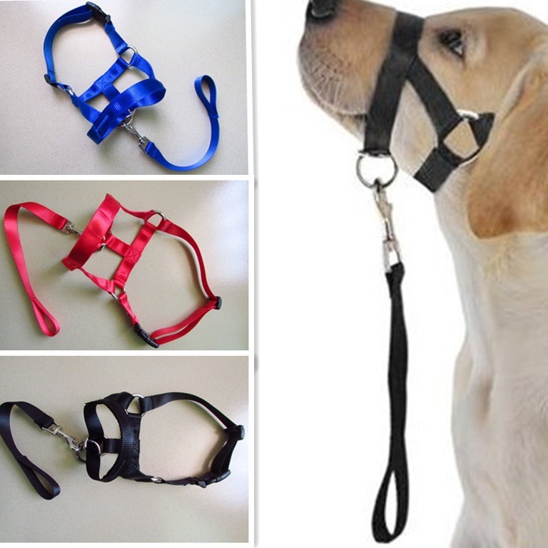 Thú cưng mới của con chó thẳng miệng-sniff-sniff-sniff-sniff-sniff-sniff-sniff-snack-snack-sniff-sniff-snnnack-snack-snack-snack-snnack-snack-snack-snack-snack-snack-snack-snnnnass-snass-s-snnass-snass-snass-snass-snack-snack-s.