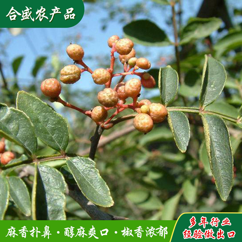 Ngoại thương Xuất khẩu Lẩu OEM Pie Pie Pie Pie Pie Pie Pie Pie Pie Pie