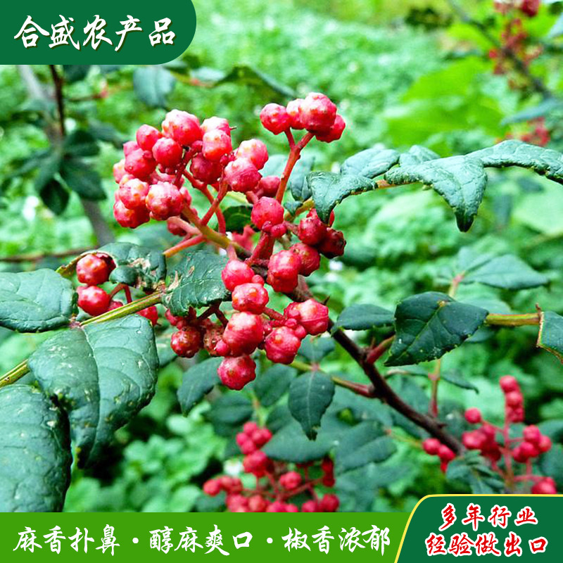 Hạt tiêu đỏ của Trần Chân, ớt ớt đỏ khô, 500g.