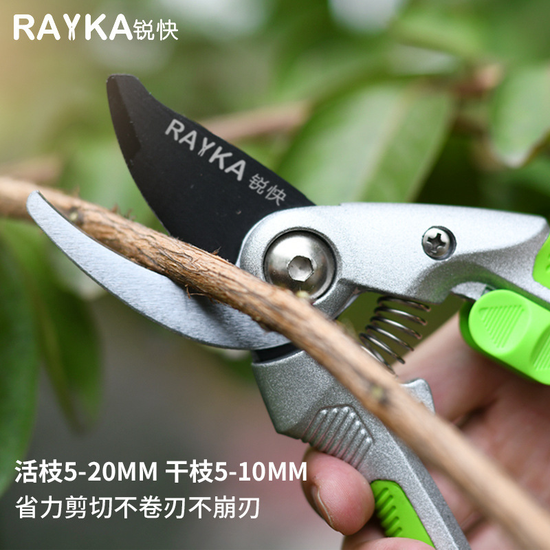 Cây cào và chim ruồi.