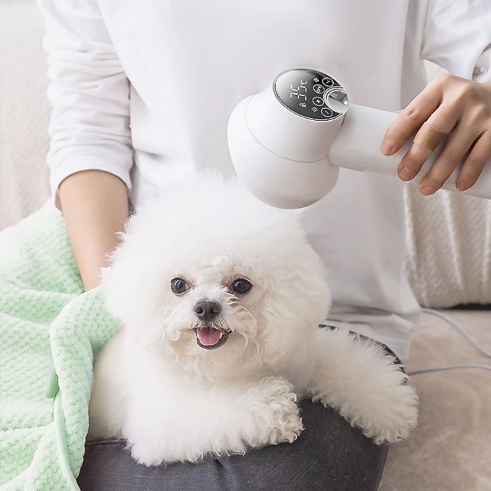 Một con thú nuôi với một con chó xương rồng, một con mèo lông lá, một con thú nuôi tắm lông khô Teddy.