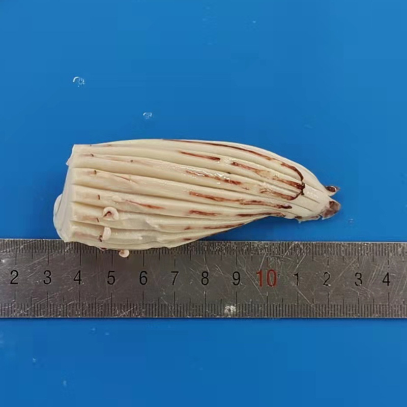 Tai mực đóng băng, bò, sừng bò.