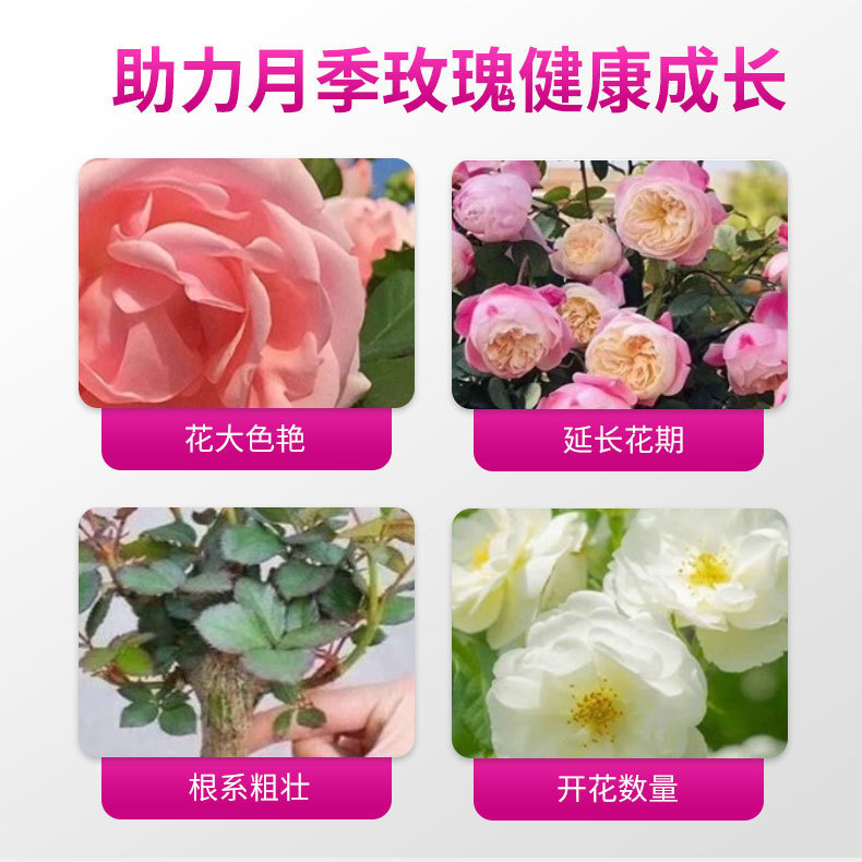 Chất lỏng tiết ra phân bón hoa hồng trong các mùa, không có chất thải từ các loài thực vật hấp dẫn, và phân bón lỏng cho phân bón hoa.