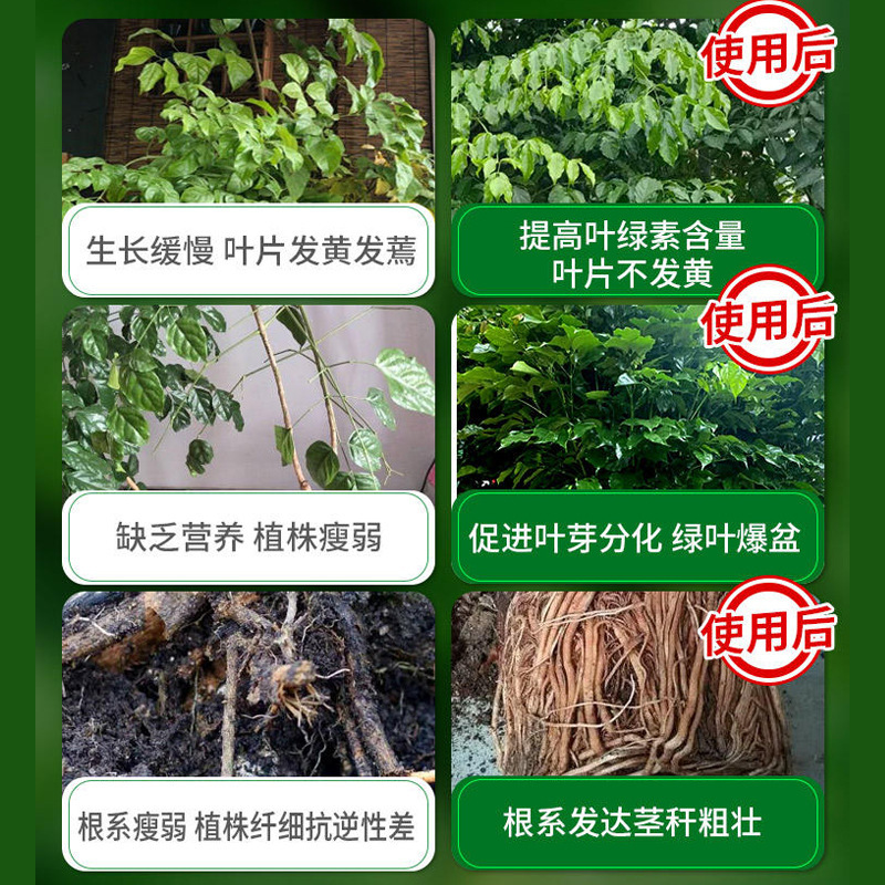Việc bảo tồn phân bón cho cây hạnh phúc được miễn phí từ các nhà máy phun cầu mỏng sản xuất hoa và phân bón lỏng.