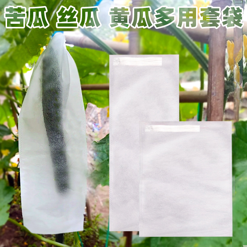 dưa chuột dưa leo dưa chuột dưa chuột dưa leo.