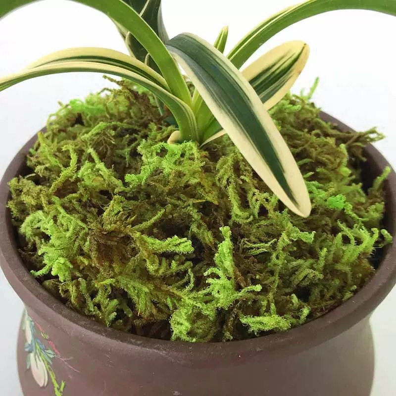Hoa lan thảo thảo mộc khô.