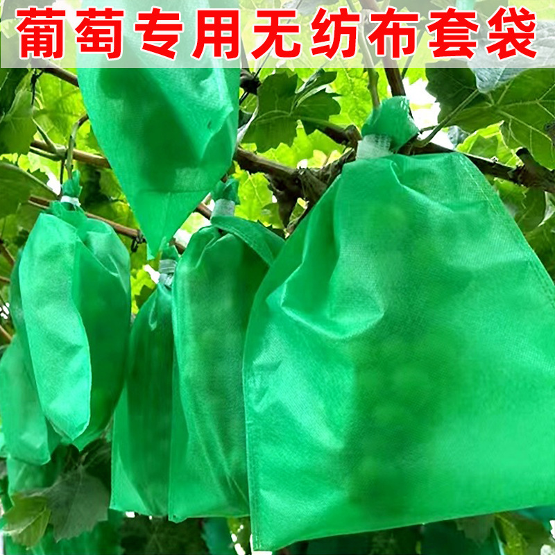 Một loạt các túi nho không dây, lê và trái cam bảo vệ trái cây và chim bảo vệ chống mưa