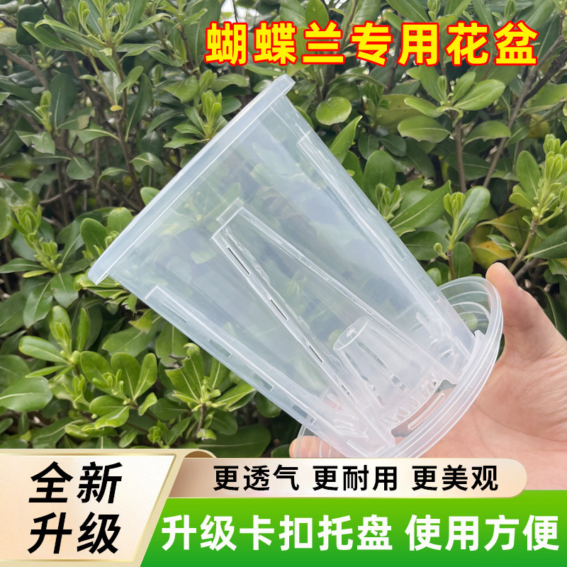 Lan trong suốt, hoa lan bướm.