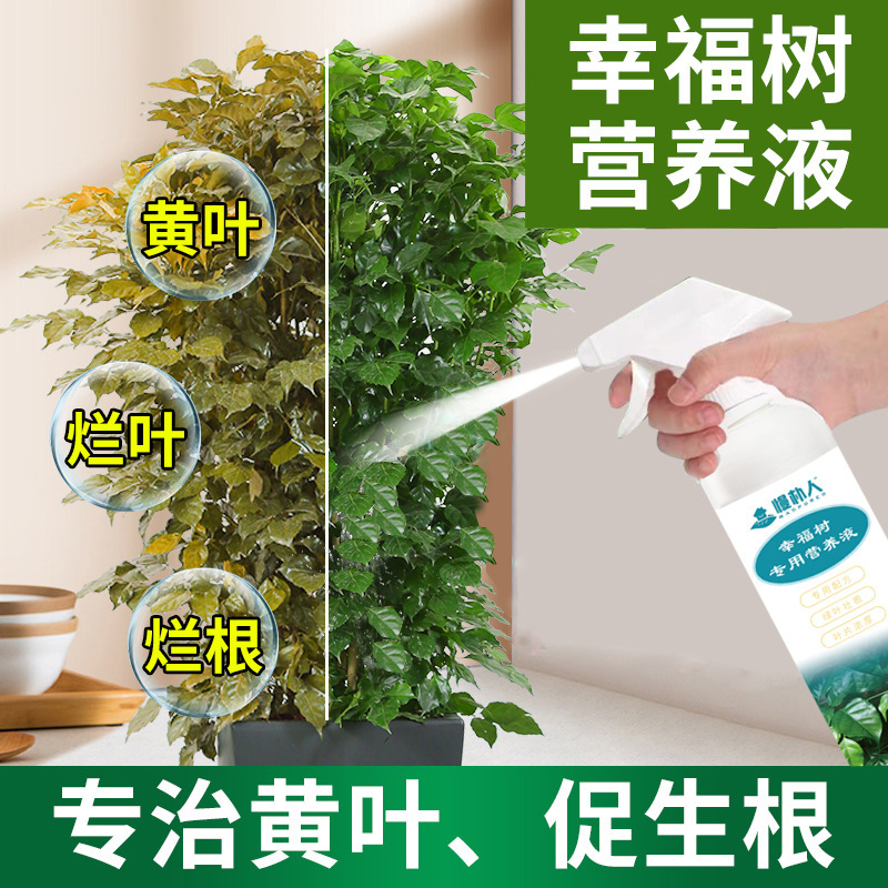 Việc bảo tồn phân bón cho cây hạnh phúc được miễn phí từ các nhà máy phun cầu mỏng sản xuất hoa và phân bón lỏng.