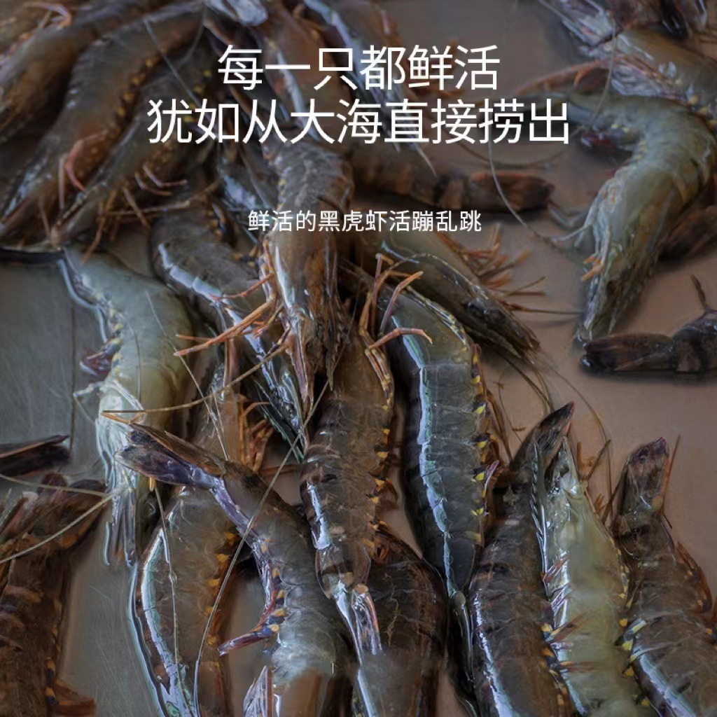 공장은 검은 색과 흰색 호랑새 새우를 배포합니다. 신선한 Shrimp, 살아있는, 언 8-12 표준 취사 용품