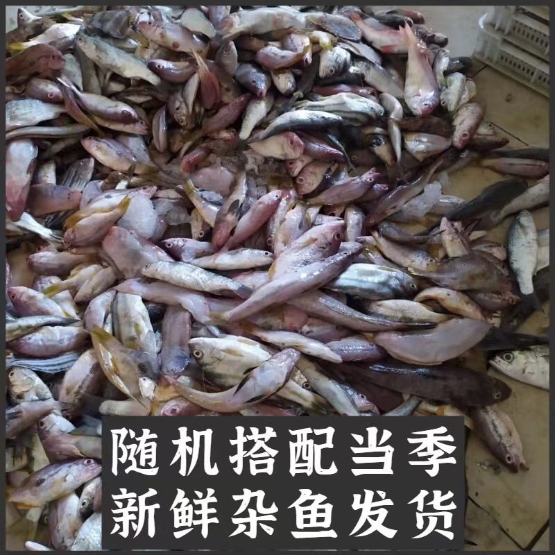 Thuyền đánh cá, cá và cá của Toshiyama, tươi từ con cá, đã đến nhà hàng bị phá hoại.