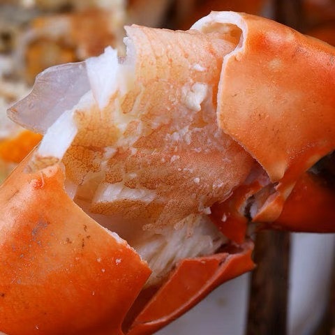 cua đỏ và đỏ, cua đỏ và xanh, đỏ và cua sống, đỏ và đỏ.