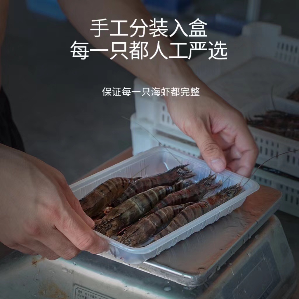 공장은 검은 색과 흰색 호랑새 새우를 배포합니다. 신선한 Shrimp, 살아있는, 언 8-12 표준 취사 용품