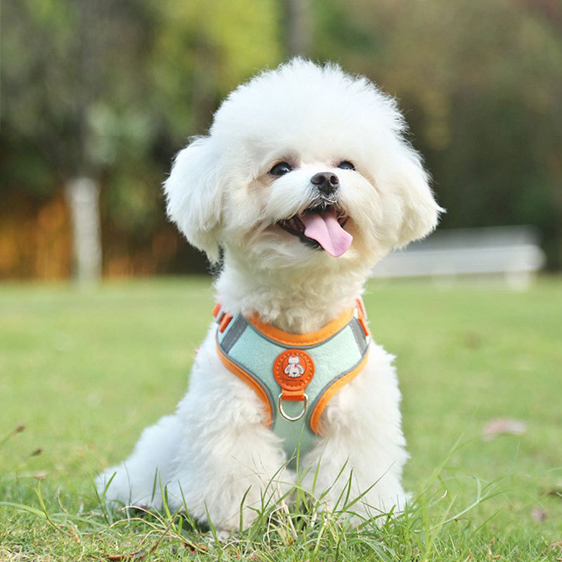 A new dog's chest with pets, Teddy's little dog's retrospect.