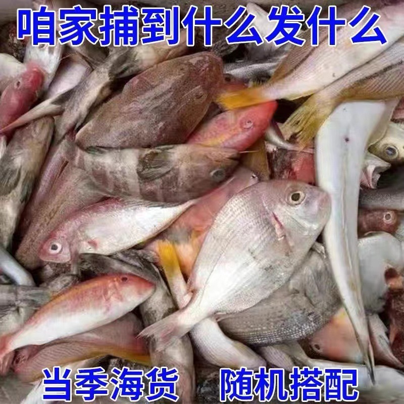 Thuyền đánh cá, cá và cá của Toshiyama, tươi từ con cá, đã đến nhà hàng bị phá hoại.