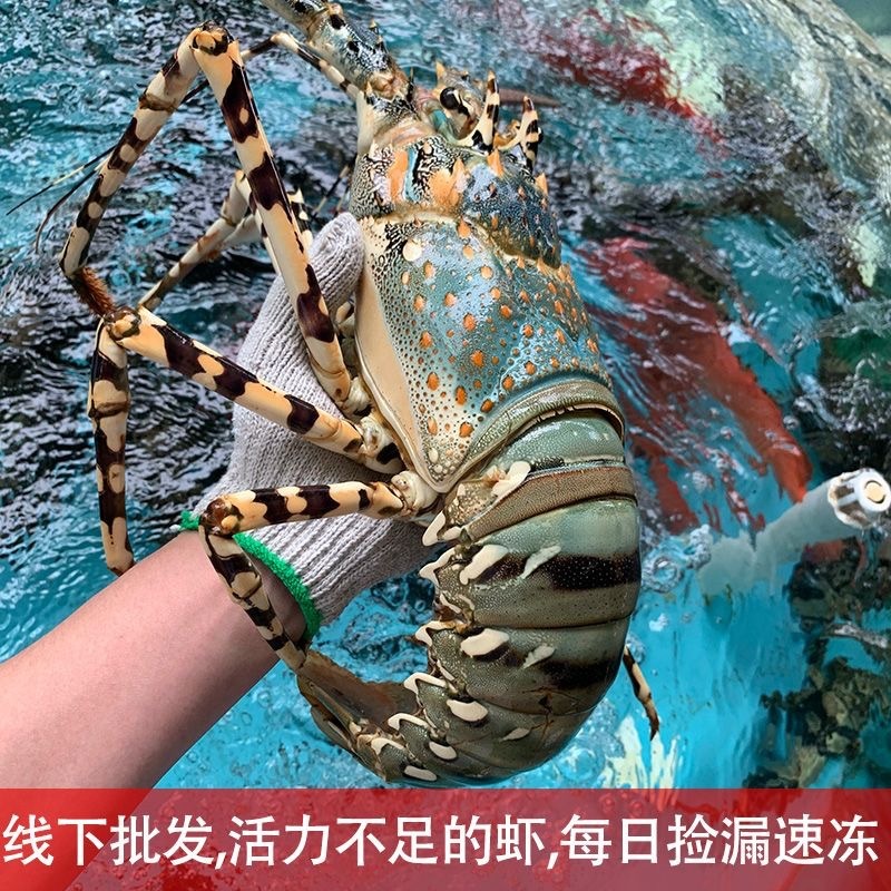 Của đảo Toshiyama, tôm hùm, tôm hùm, tôm hùm, một cân rưỡi lãnh nguyên.