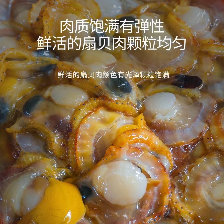 Nhà máy cung cấp sò tươi, hải sản đông lạnh, vỏ đỏ, hải sản, sò biển sống, 200g.