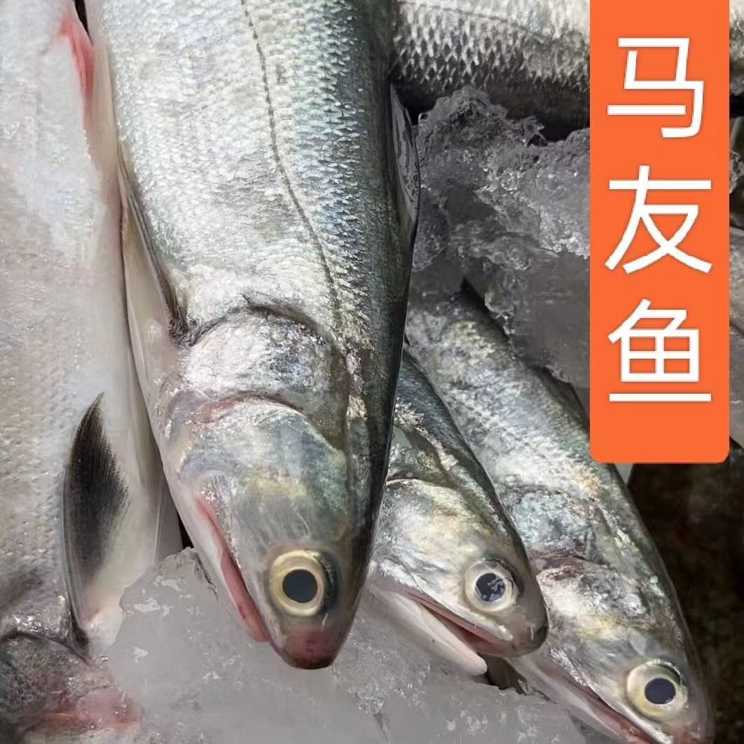 Sau một cú nhảy vào giữa trưa, con cá lớn có mái tóc thẳng.