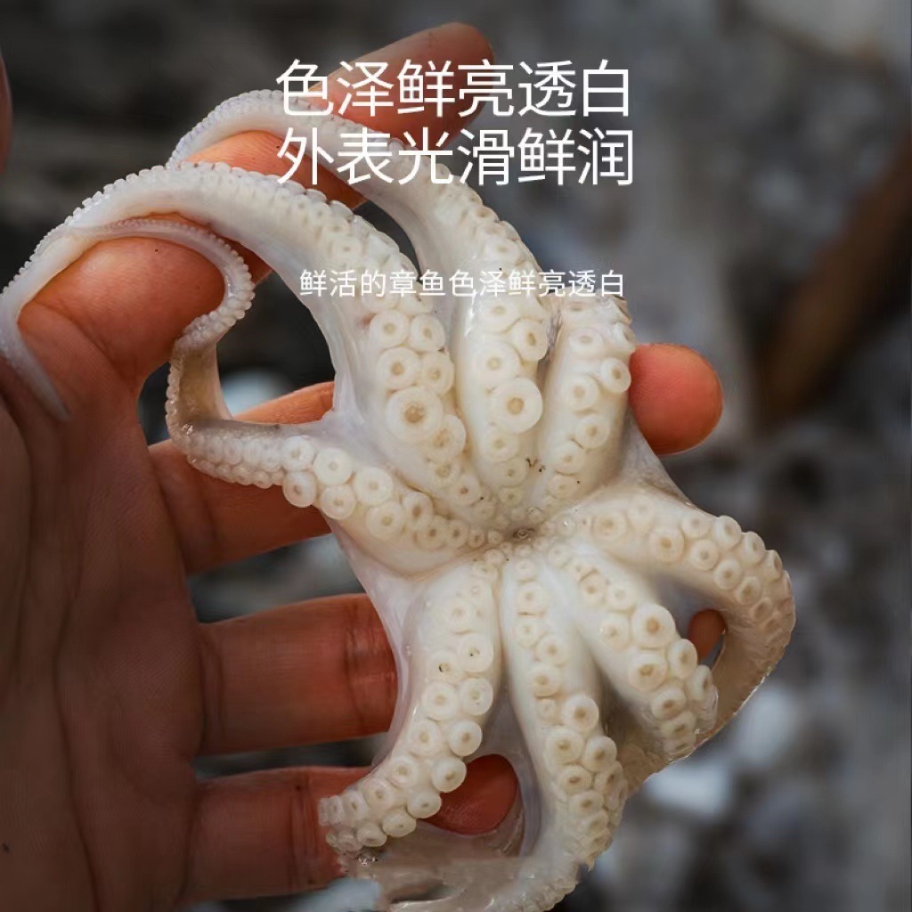 Bạch tuộc, 400g bạch tuộc, bạch tuộc, bạch tuộc.