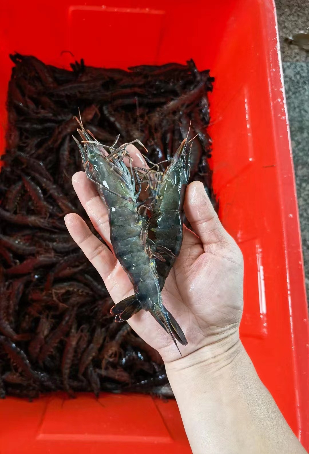 공장은 검은 색과 흰색 호랑새 새우를 배포합니다. 신선한 Shrimp, 살아있는, 언 8-12 표준 취사 용품