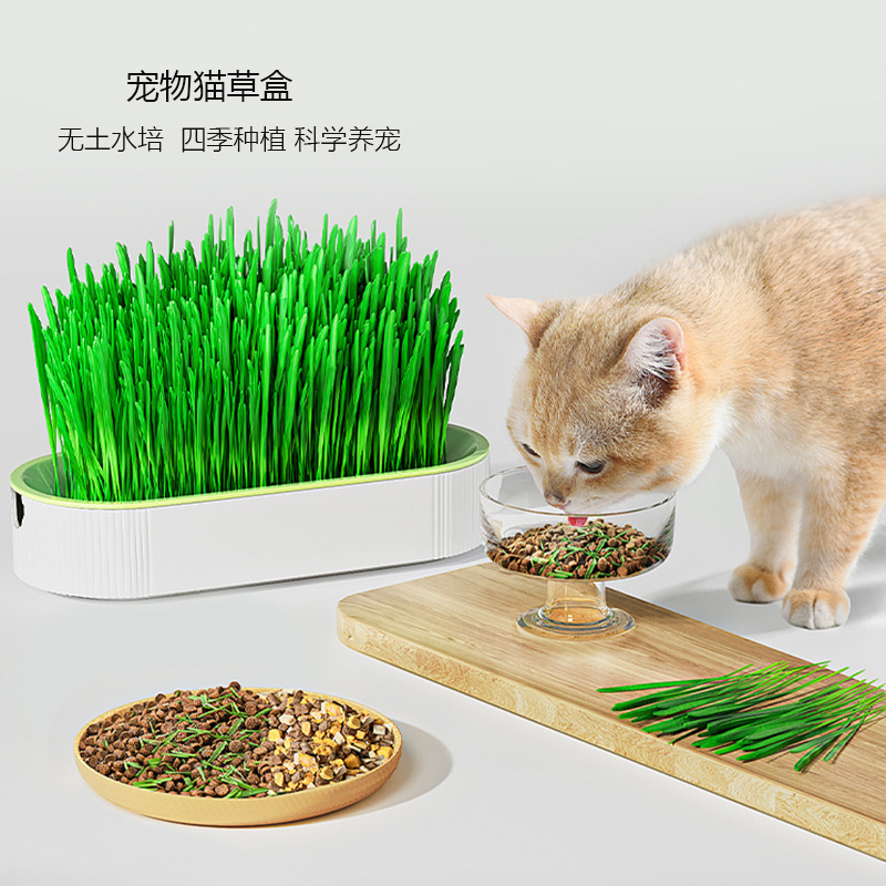 The pet cat grass basin has no soil to feed cat grassboxes.