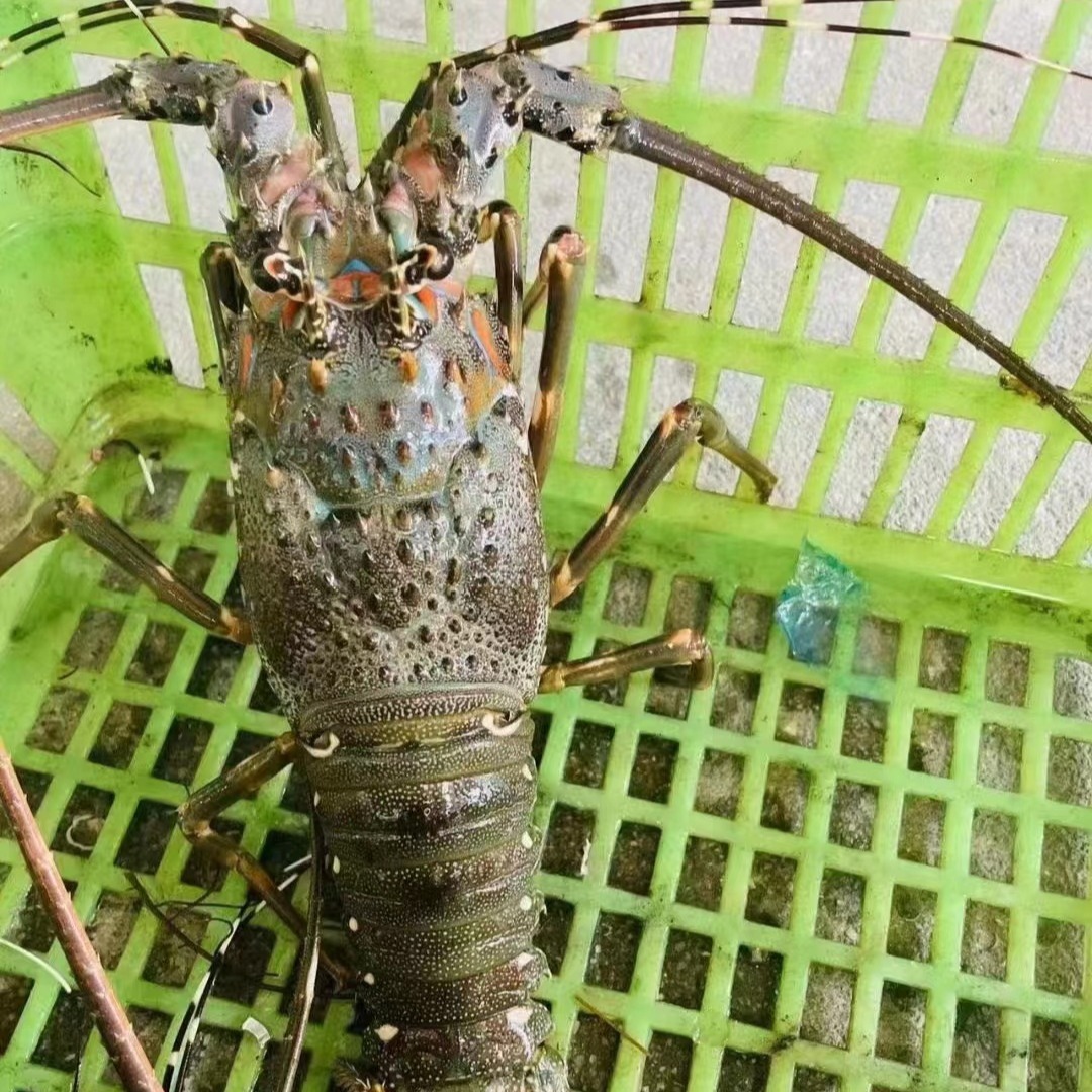 Nó là một con rồng nhỏ, sống, rồng nhỏ, và một con rồng nhỏ.
