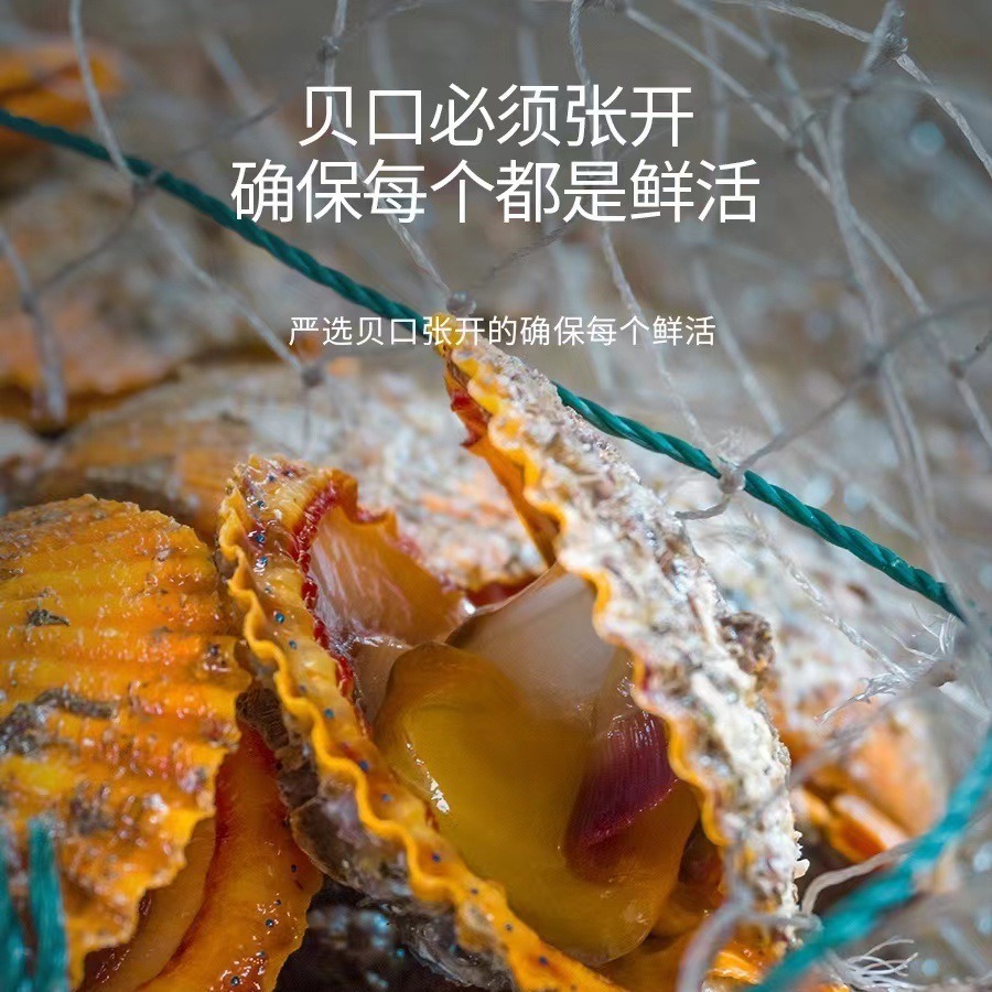 Nhà máy cung cấp sò tươi, hải sản đông lạnh, vỏ đỏ, hải sản, sò biển sống, 200g.
