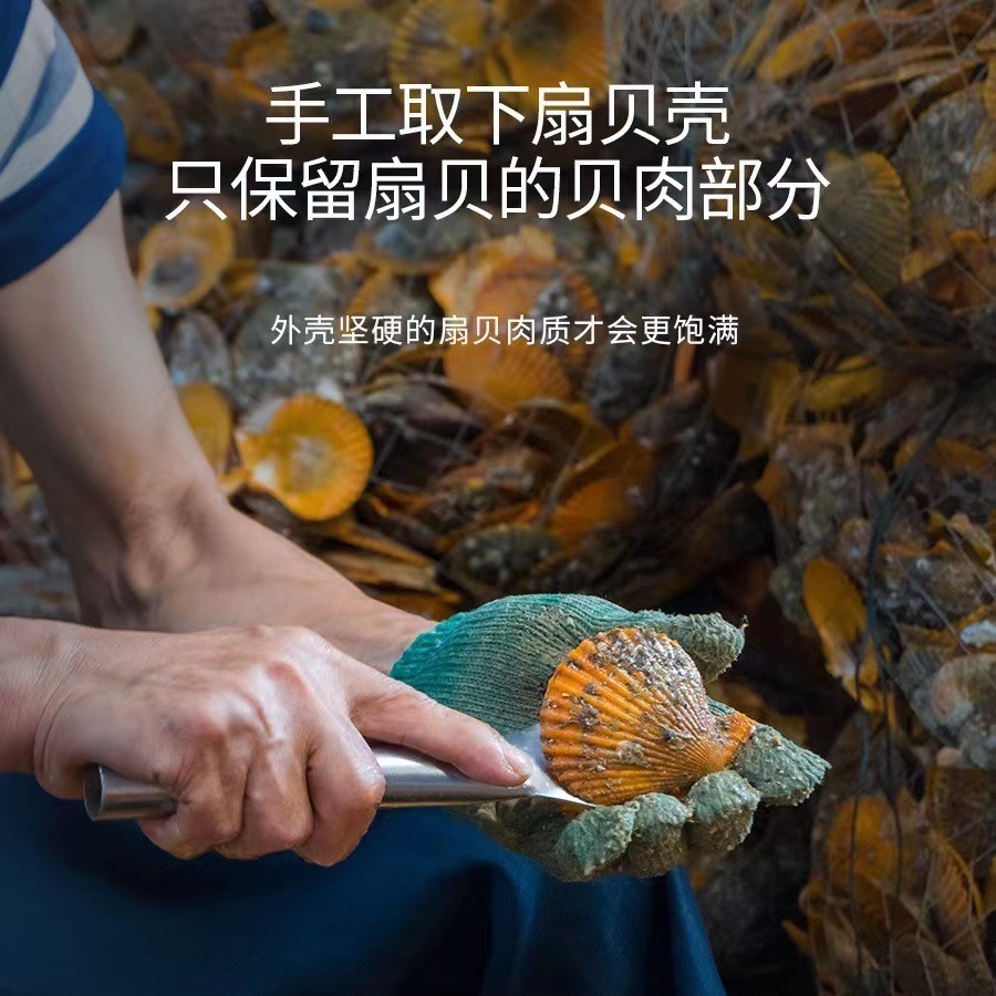Nhà máy cung cấp sò tươi, hải sản đông lạnh, vỏ đỏ, hải sản, sò biển sống, 200g.