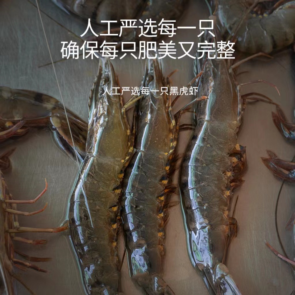 공장은 검은 색과 흰색 호랑새 새우를 배포합니다. 신선한 Shrimp, 살아있는, 언 8-12 표준 취사 용품