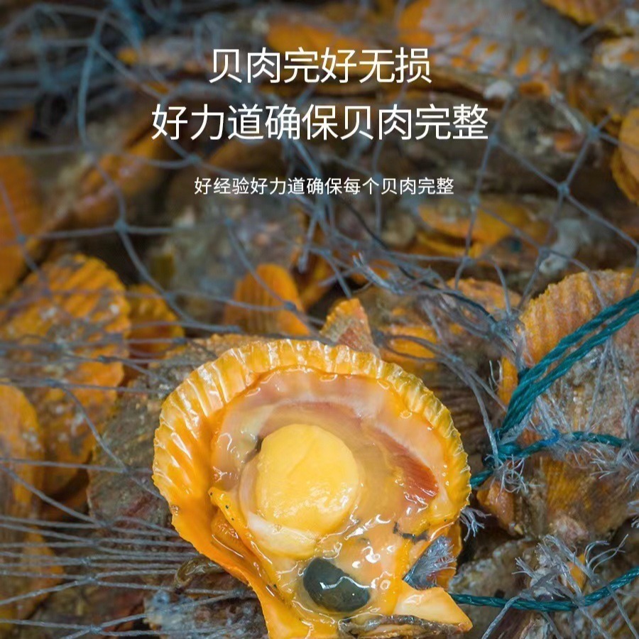Nhà máy cung cấp sò tươi, hải sản đông lạnh, vỏ đỏ, hải sản, sò biển sống, 200g.