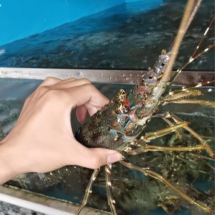 Nó là một con rồng nhỏ, sống, rồng nhỏ, và một con rồng nhỏ.