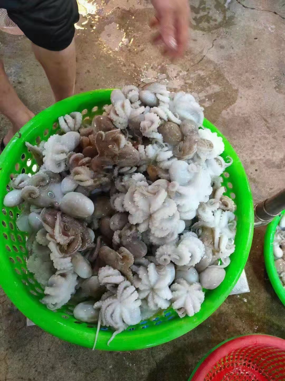 Bạch tuộc, 400g bạch tuộc, bạch tuộc, bạch tuộc.