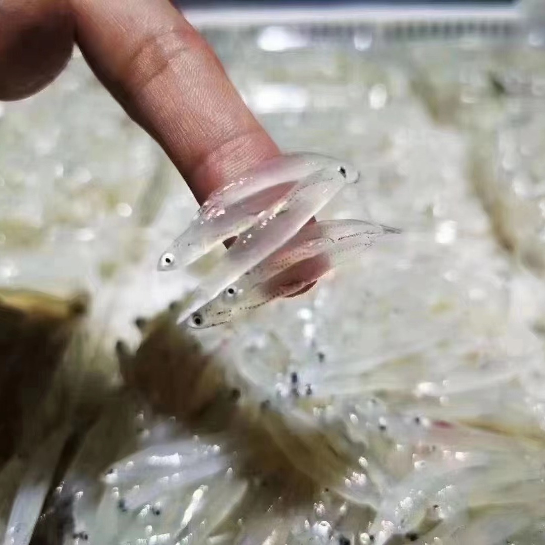 Nó dành cho cá bạc.