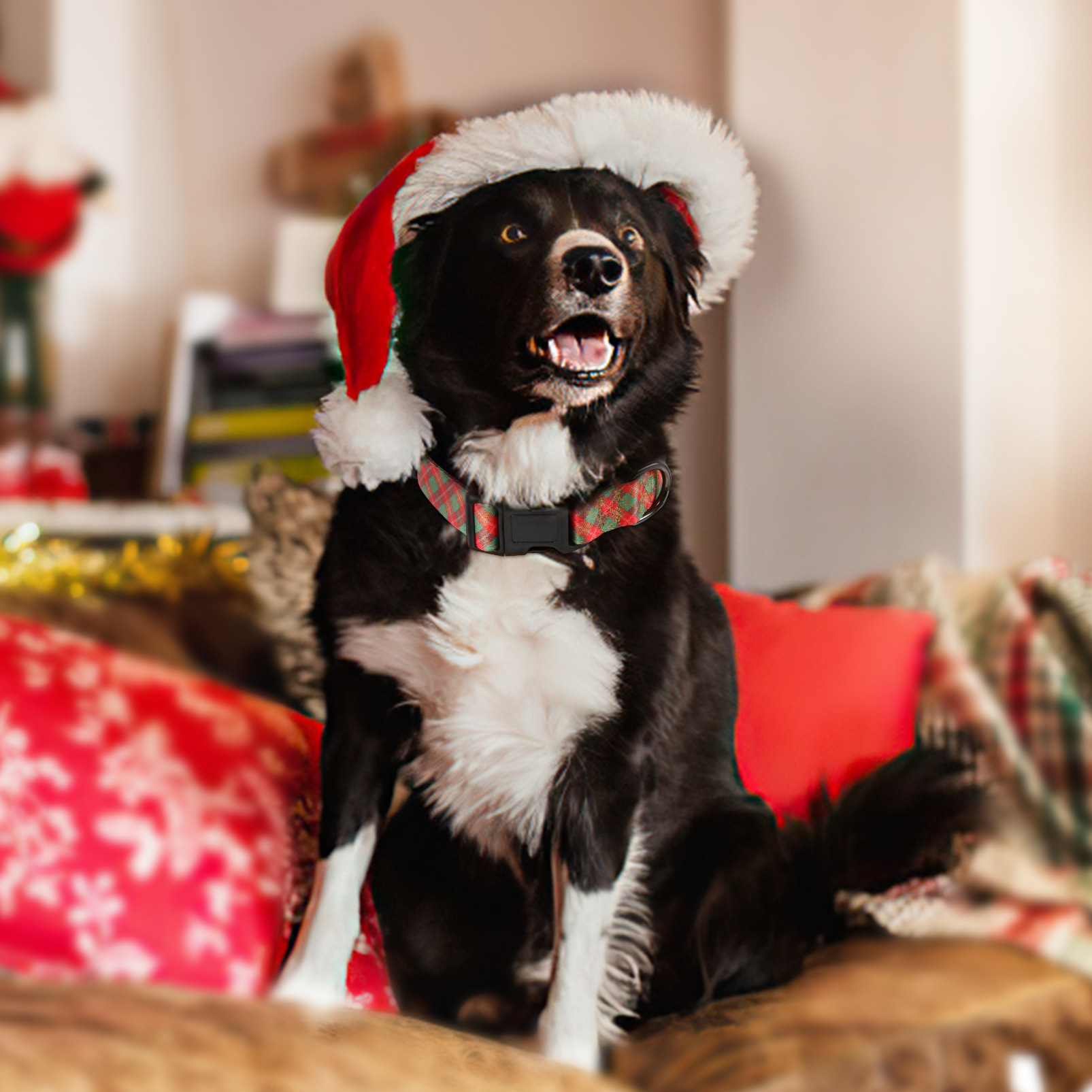 "Christmas pets in blue feathers and large dog collars."
