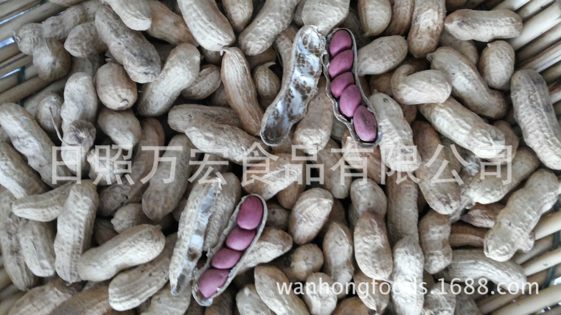 The factory supplies the export of white sand peanuts, four red peanuts, four red peanuts, and peanuts.