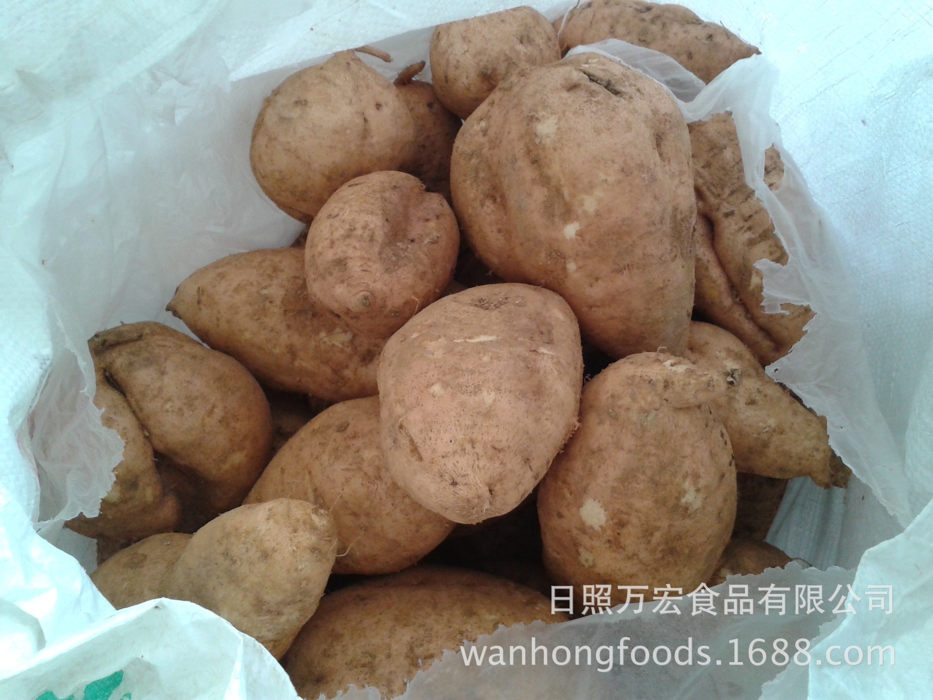 Nhà máy cung cấp dưa hấu trắng, dưa hấu vàng, dưa hấu đỏ.