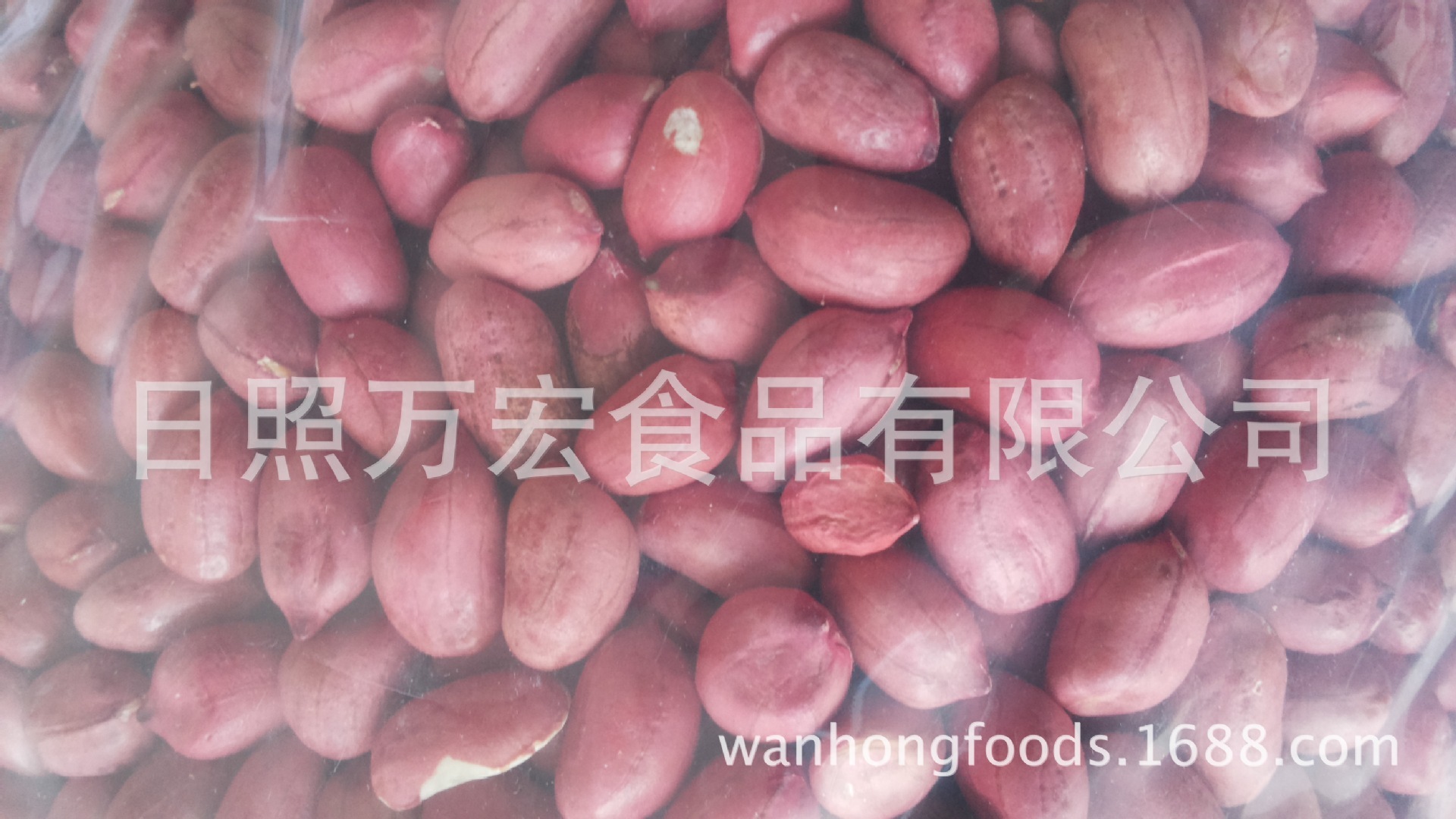 ♪ Out of Shandong peanuts, skinned peanuts, milked peanuts ♪