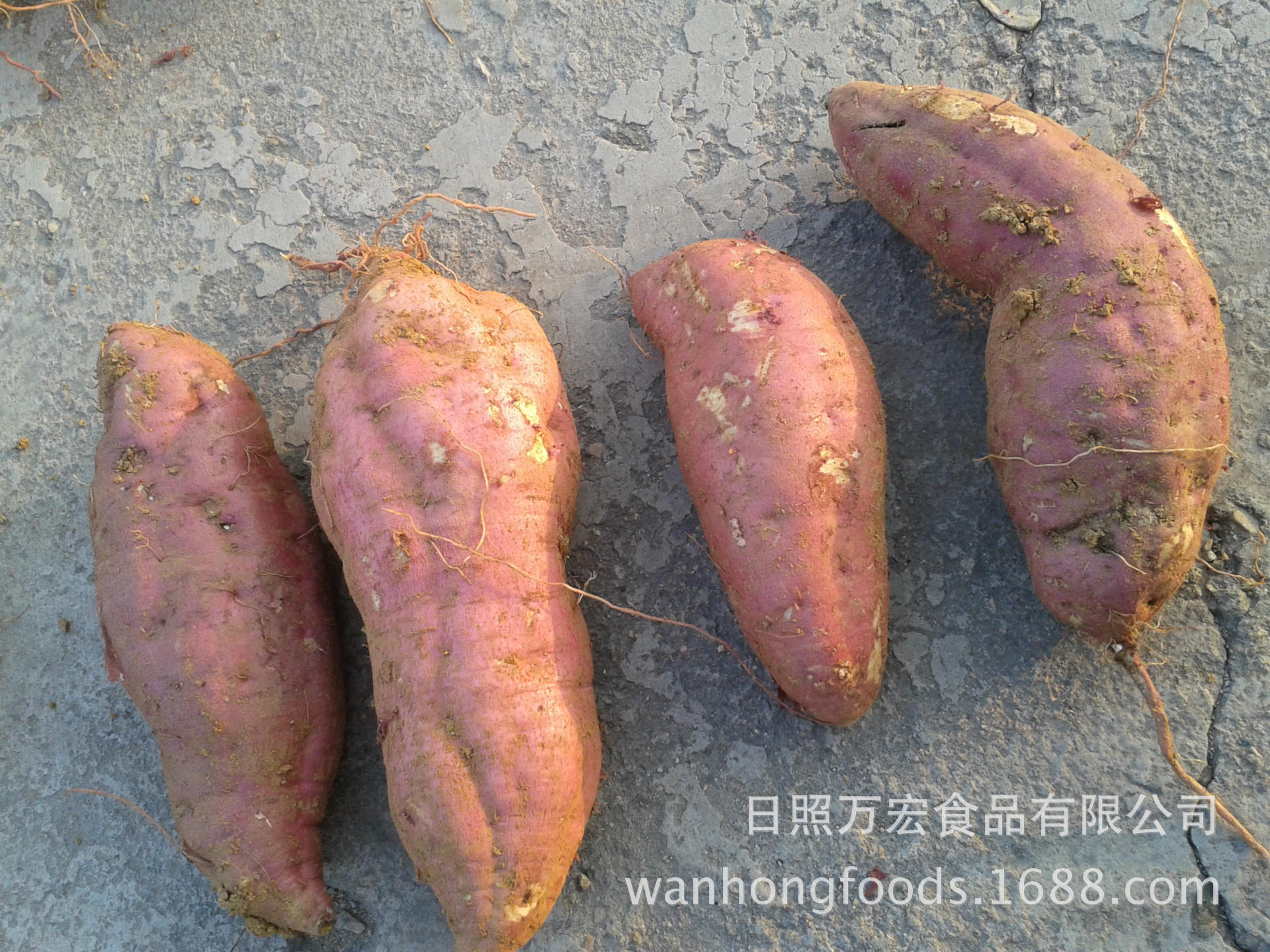 Nhà máy cung cấp dưa hấu trắng, dưa hấu vàng, dưa hấu đỏ.