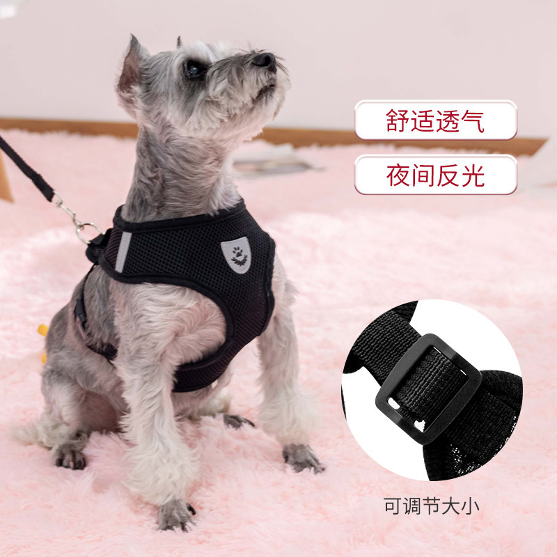 Chó mặc áo chống đạn của chó và cổ chó