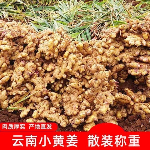 2024 Yunnan Agriral Ginger, Ginger Moon-Ginger, 50g-50g New Ginger.