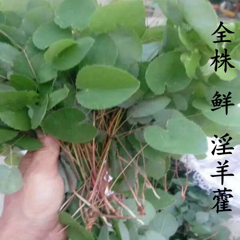 Một cây dương giá 20 gram được chọn bởi tinh trùng dày đặc cho những kẻ lượm lặt, hoang dã, nhỏ nhặt, lượm lặt, lượm lặt, lượm lặt, lượm lượm lặt, lượm lặt.