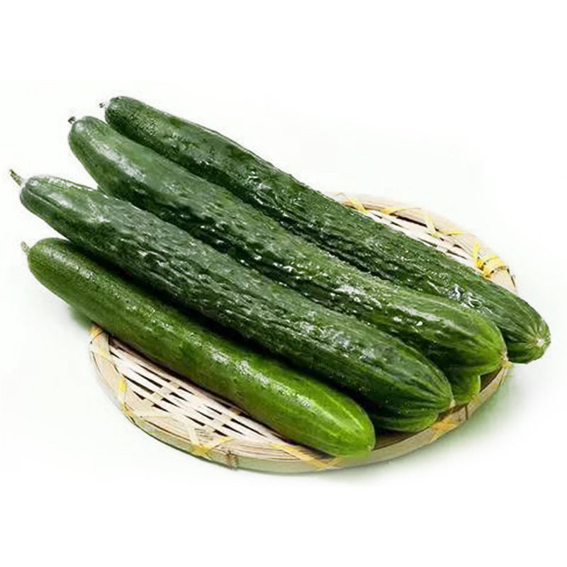 The factory's wholesale produce is for fresh green cucumbers in a 4kg gift box, which is used to feed vegetable salad.