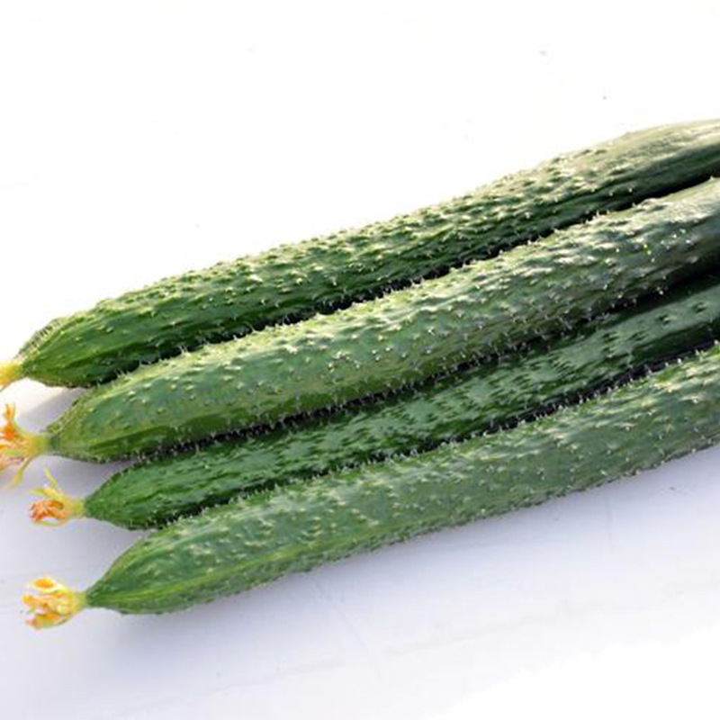 The factory's wholesale produce is for fresh green cucumbers in a 4kg gift box, which is used to feed vegetable salad.