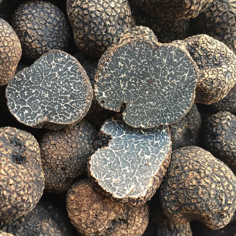 Wholesale of the fungus black truffles in the wild