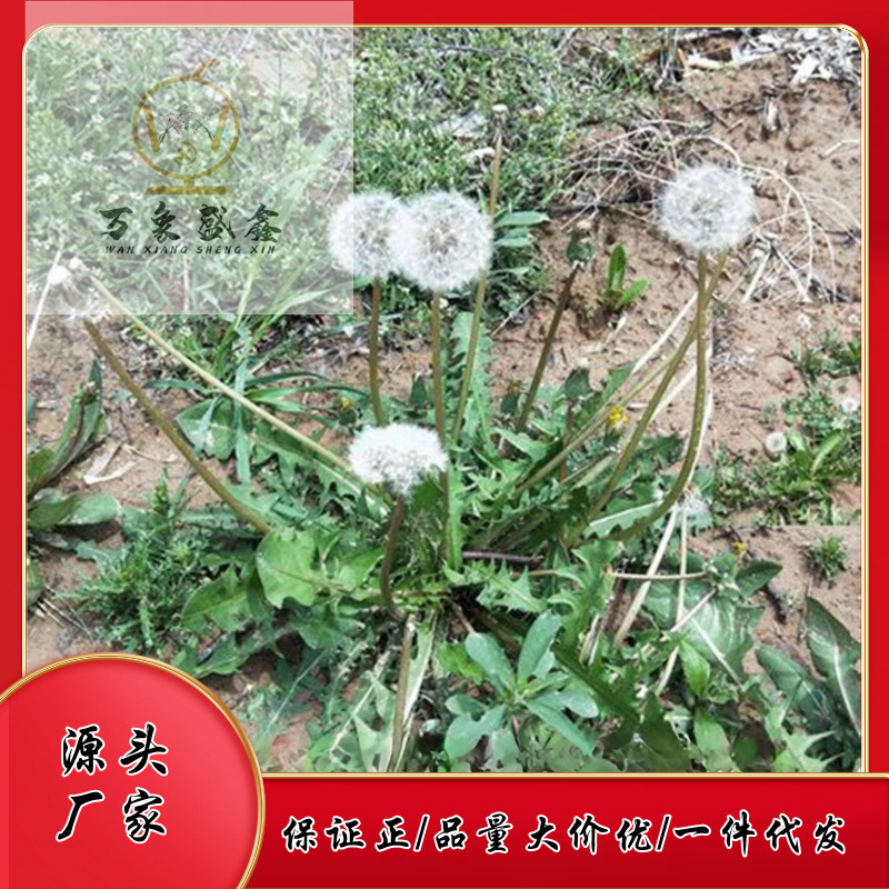 Bok-young, phát triển hoang dã ở dãy núi Tầnpa, sản xuất một sản phẩm đơn, mẹ chồng, quản lý sản phẩm, phân phối nó.