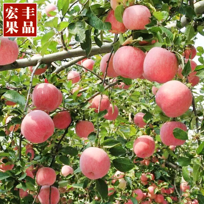 새로운 빨간 Fuji Apple Pitt 근거한 과일 상자는 감미롭고 진짜 산동을 가진 신선한 시즌에서 배달됩니다.