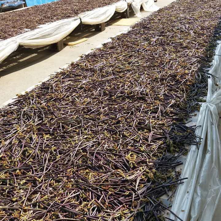 dưa chua của Yunnan đầy dưa chua và dưa chua ở sân thư thì khô.