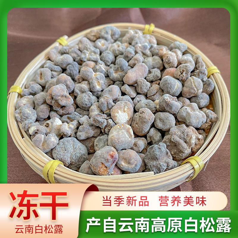 新鲜菌菇白松露块菌猪拱菌云南特产贡山生菌食用菌FD冻干白松露菌