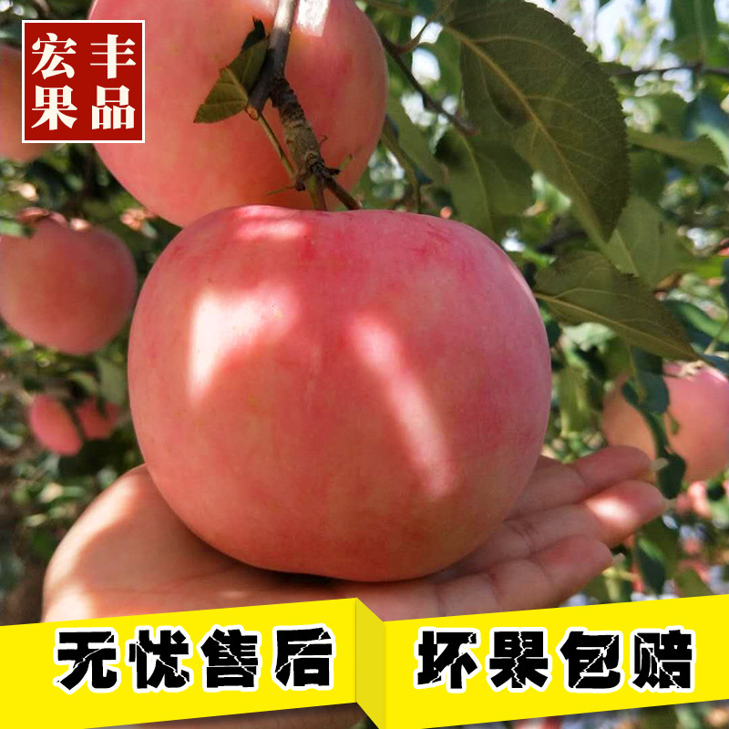 새로운 빨간 Fuji Apple Pitt 근거한 과일 상자는 감미롭고 진짜 산동을 가진 신선한 시즌에서 배달됩니다.