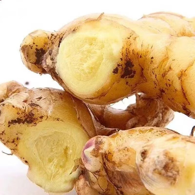 2022 Ginger, a small farm in Yunnanchou.